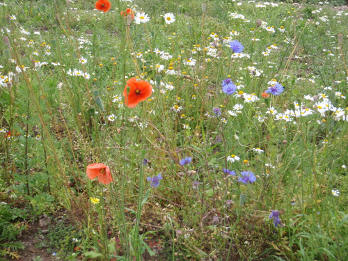 Wild Poppies, Daisies, and Flax.